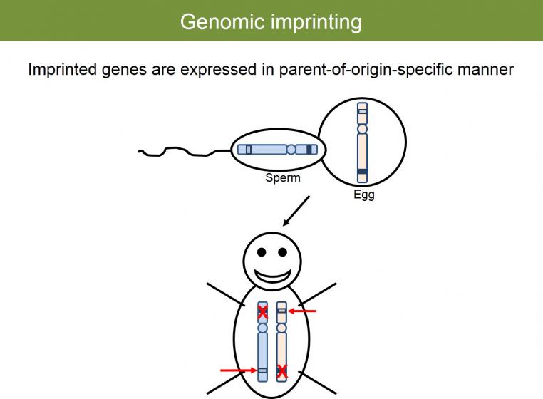 Genomic imprinting